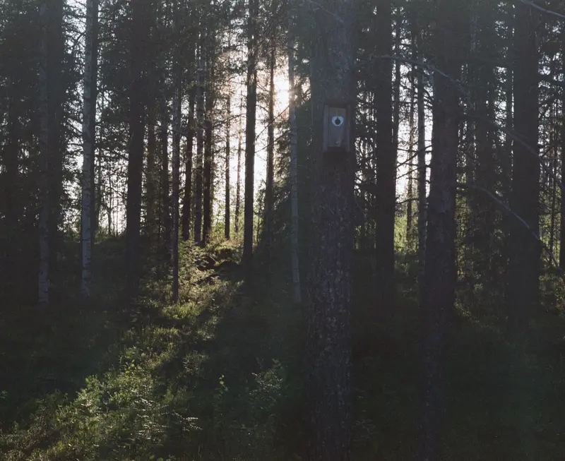 Pine forest