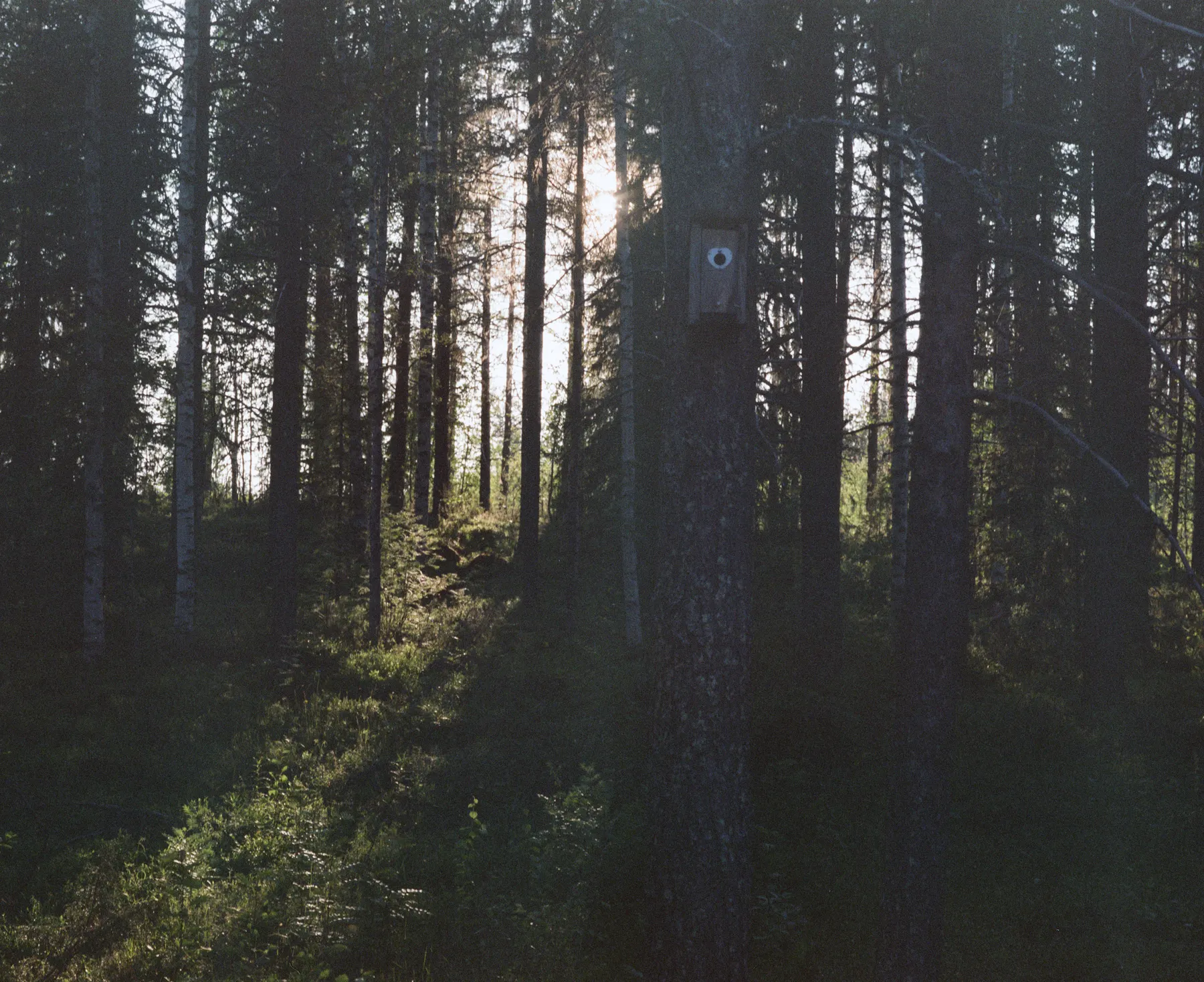 Pine forest