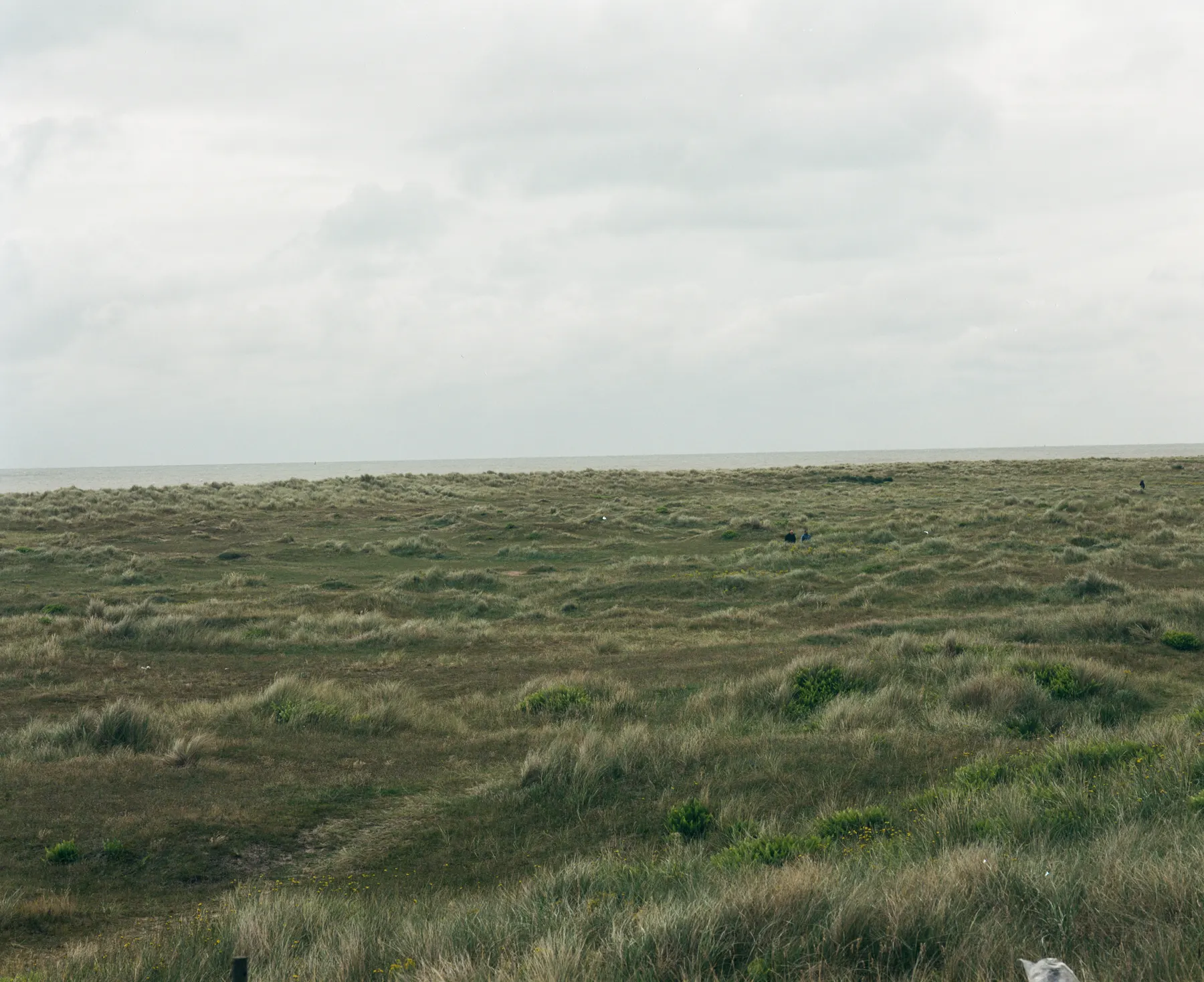Dune grass
