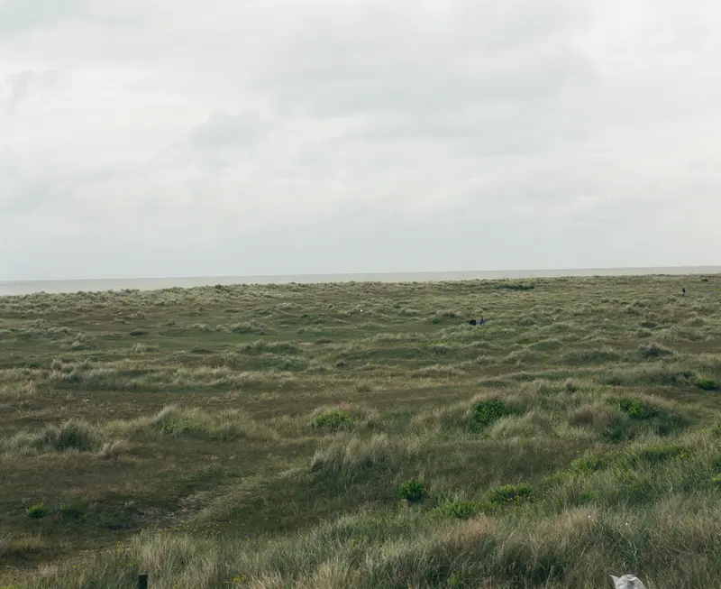 Dune grass