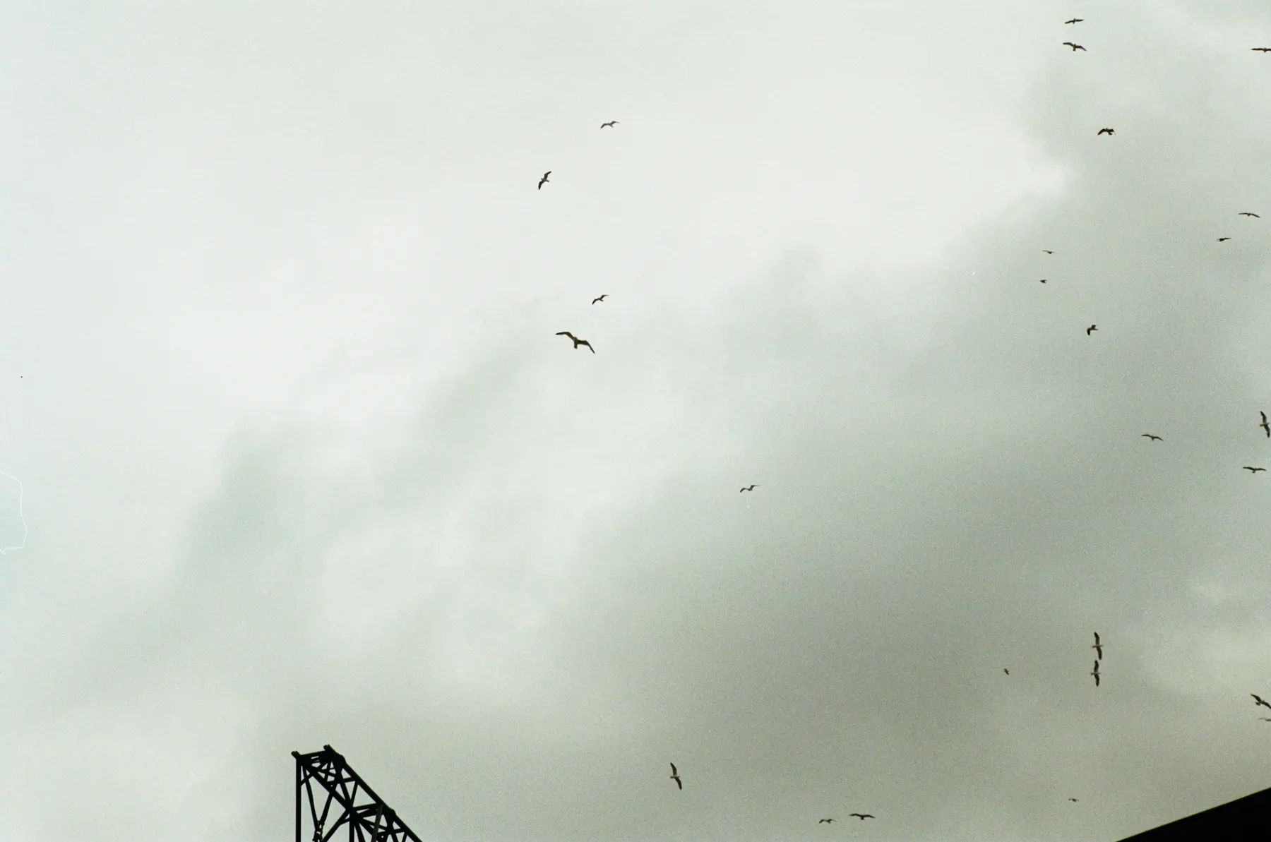 Gulls