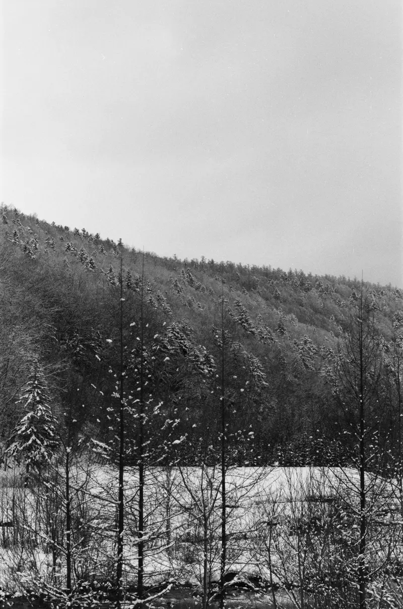 Snowy forest