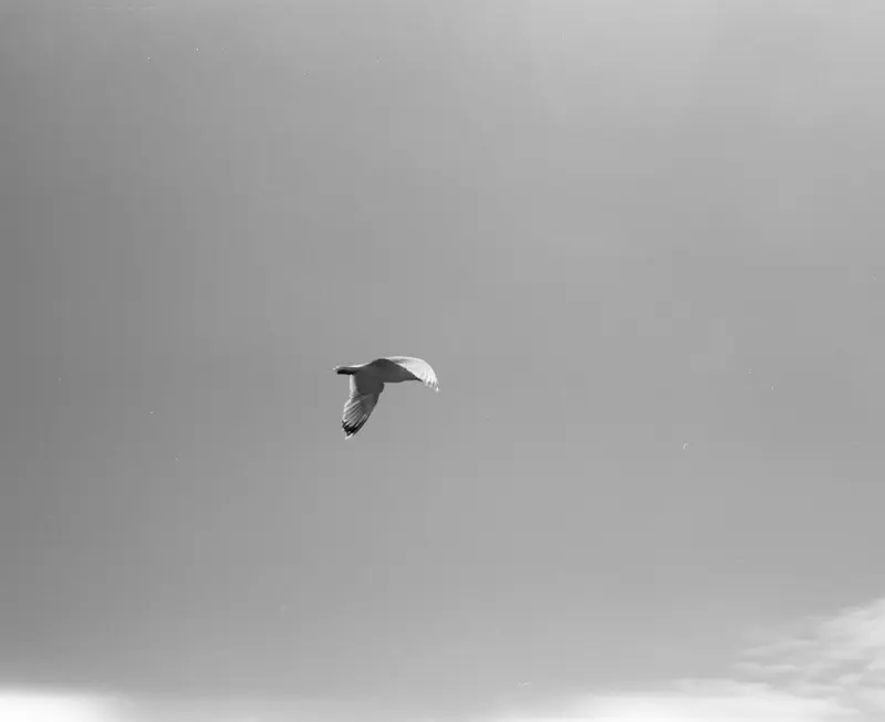 Gull