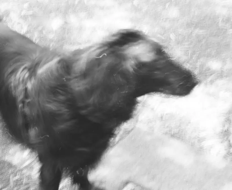 Dog in motion