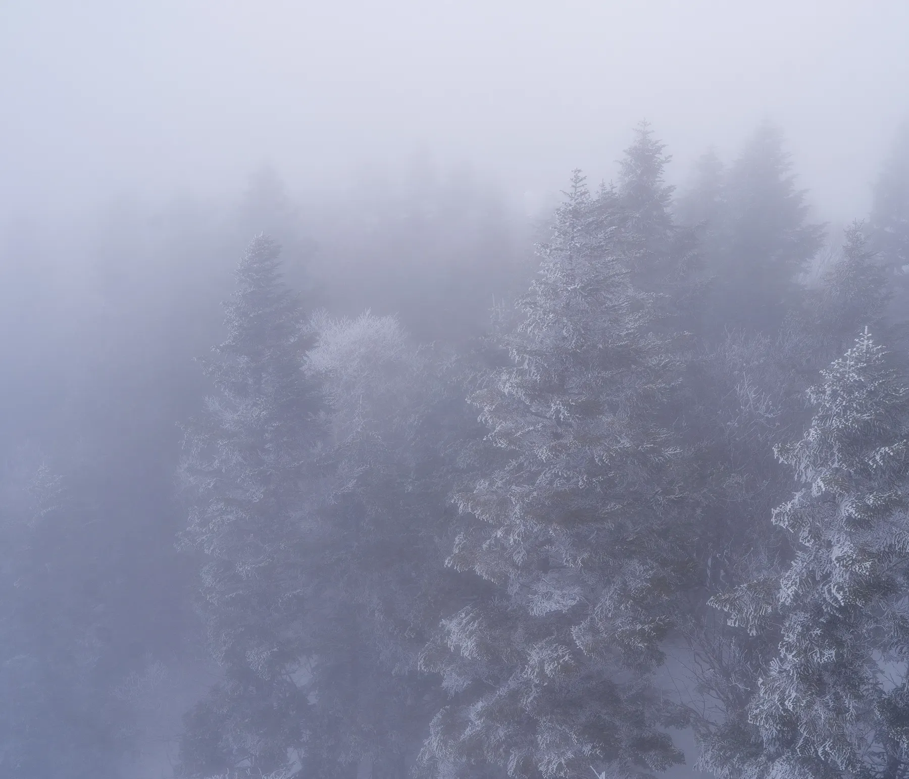 Frosted pines