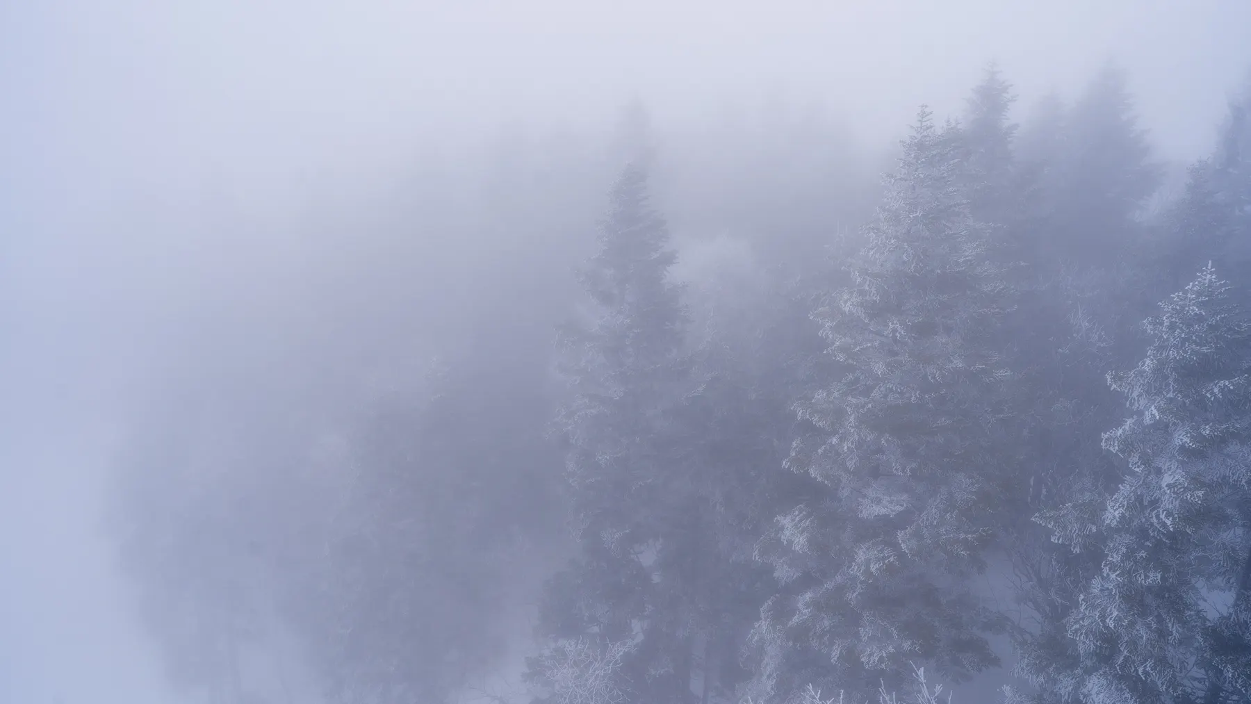 Frosted pines II