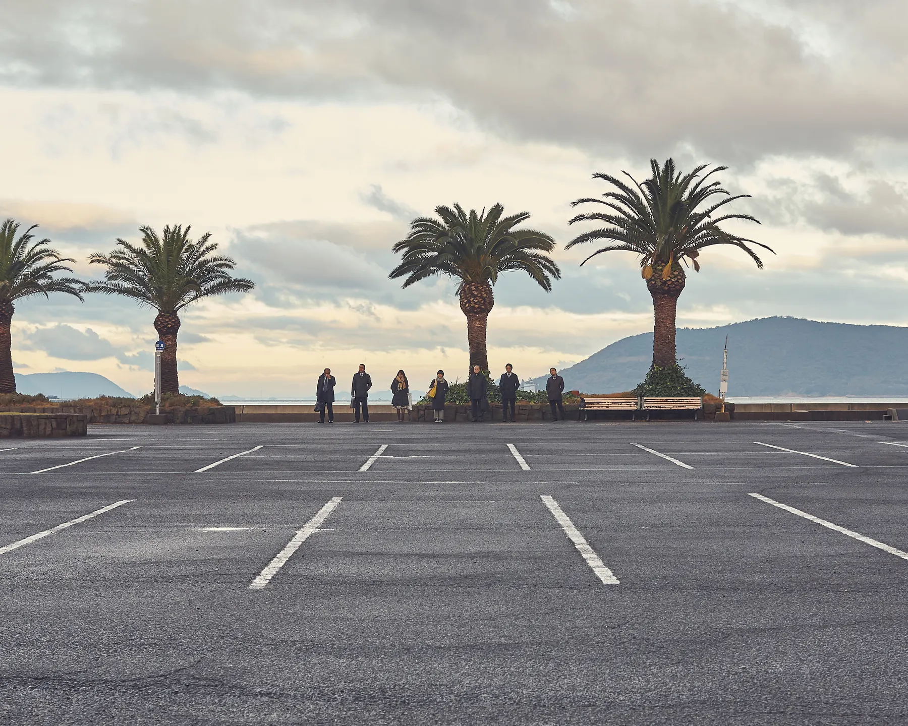 Palms by the car park